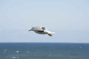 Seagull in flight