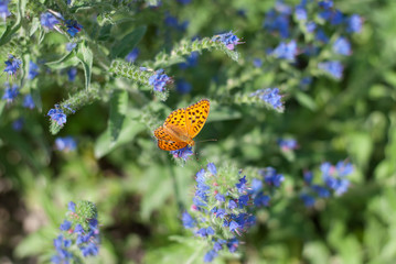 Perlmuttfalter auf blauer Blume