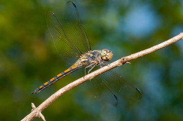 Seaside Dragonlet Dragonfly (Erythrodiplax berenice) on a twig