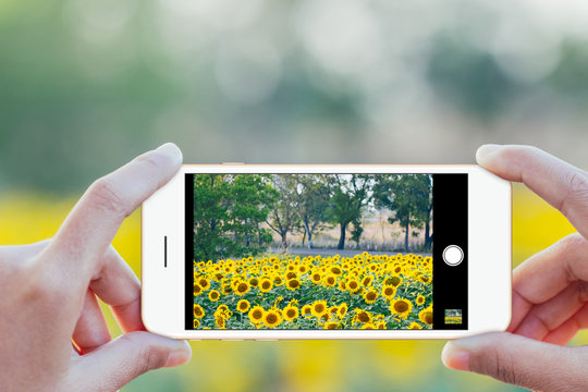 close up hand use phone mobile taking sunflower field photo