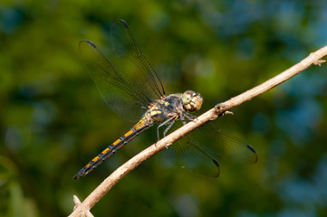 Seaside Dragonlet Dragonfly (Erythrodiplax berenice) on a twig