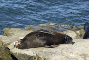 la jolla seals