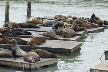 Fototapeta premium seals at fishermans wharf