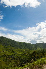 Fototapeta premium Enigmatic and mysterious forests of Central America. Guatemala