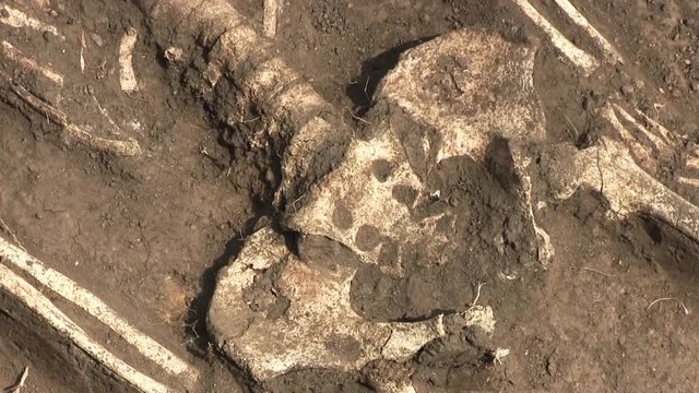 Bones Of A Person Buried In The Ground. An Excavation Site