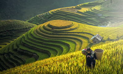 Mother and Dauther Hmong, working at rice terraces, Mu cang chai,Vietnam