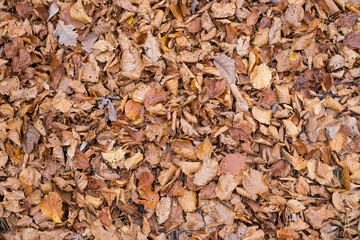 Herbstlaub