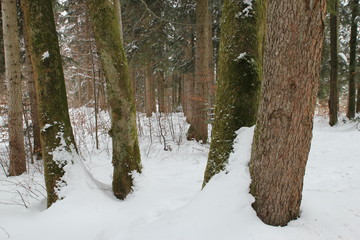 Fototapeta na wymiar Bäume im Schnee