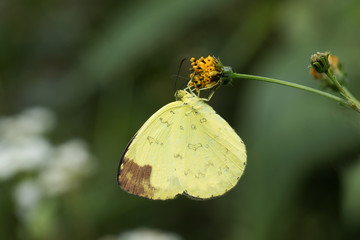 Butterfly in Thailand and Southeast Asia.