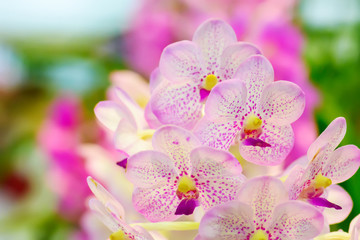 Orchid is bright colors and beautiful