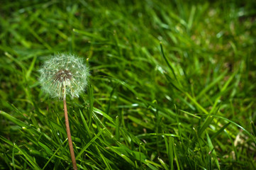 Single fluffy dandelion grows on a lawn