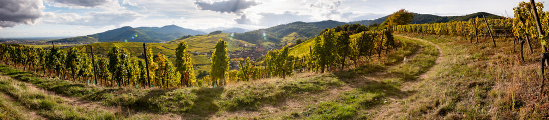 Niedermorschwihr, chemin de vigne avec un chien, à l'automne