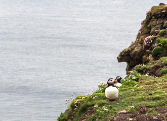 Puffins on the cliff at Sumburgh Head, a seabird reserve and the southernmost point of the Main Shetland Island, which is located northeast of the mainland of Scotland, United Kingdom - 124364000