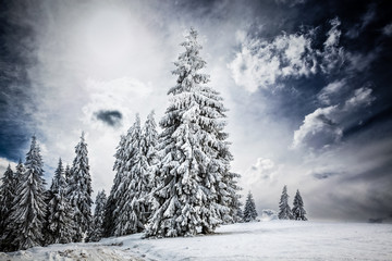  Christmas background with snowy fir trees