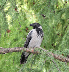 Crow