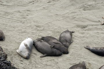 Fototapeta premium sleepy seals