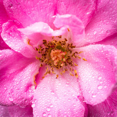 Obraz na płótnie Canvas pink rose flowers