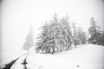  Christmas background with snowy fir trees