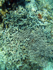 Naklejka na ściany i meble Hard Coral Formation