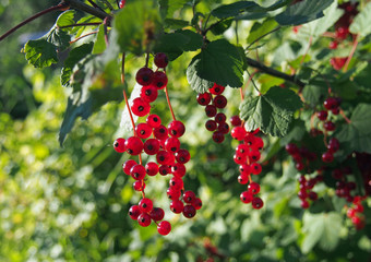 Obraz premium Red currant ripe berries in a garden