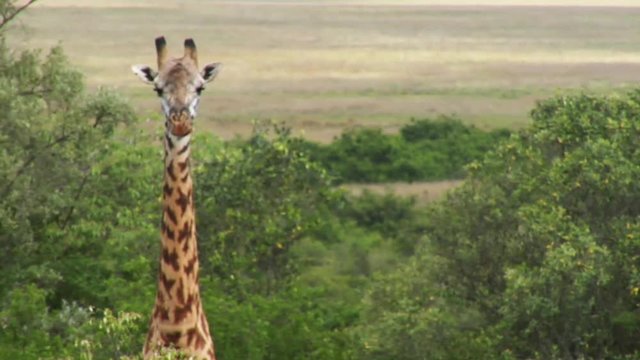 Hand held close up shot of a giraffe in the wild.