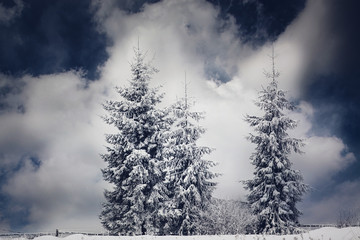  Christmas background with snowy fir trees