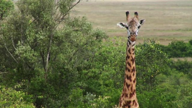 Rack focus CU of a giraffe in the wild, Nairobi, Kenya.