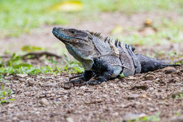 Tropical Iguana in Costa Rica