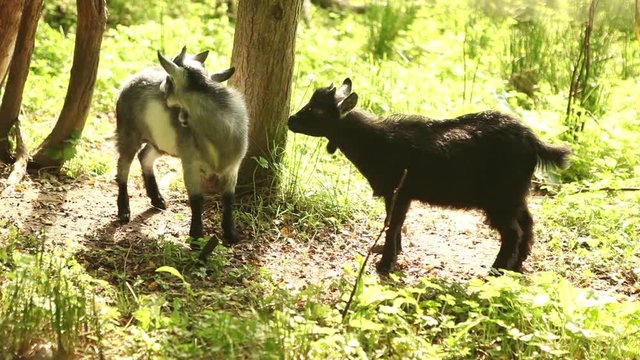 Baby goats grazing in forest and playing together