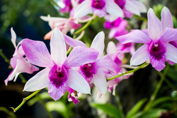 Abstract soft purple and white orchid flower, select focus one flower and blurred in the other.