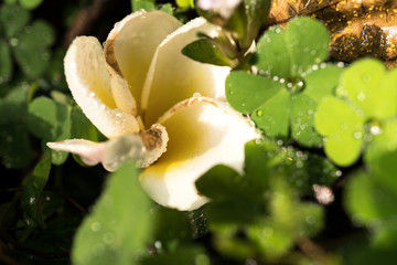 white flower with dew