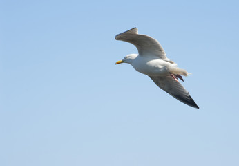 Soaring seagull with copyspace