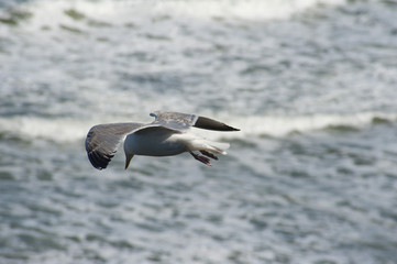 Wonnderful shot of a flying seagul