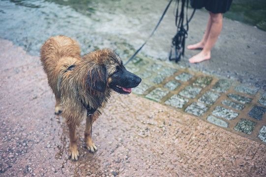 Wet dog on slipway with owner
