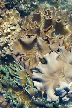 soft corals assortment