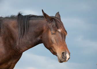 Fototapeta premium Sleeping Arabian horse against dark cloudy skies