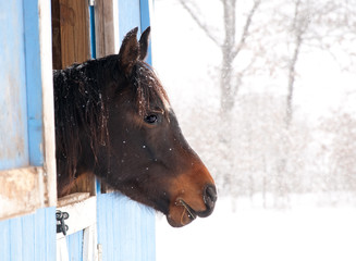 Dark bay horse looking out from a barn in heavy snow fall