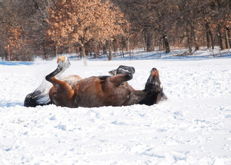 Dark bay horse enjoying a good roll in deep snow