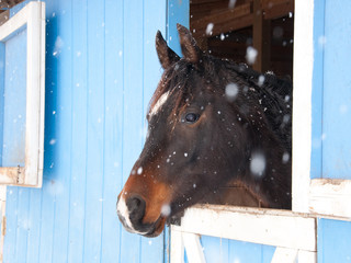 Dark bay Arabian horse looking out of a blue barn in heavy snow fall