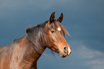 Beautiful dark bay Arabian horse in sun against dark storm clouds