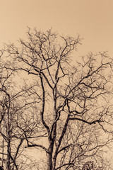 dry tree