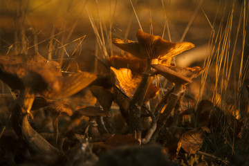 Champignons en automne