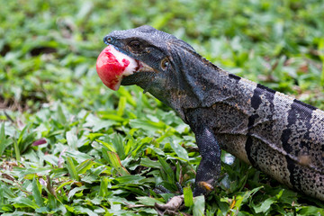 Naklejka premium Tropical Iguana in Costa Rica
