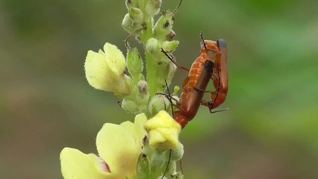 K&auml;fer, Kopulation
