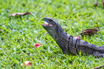 Tropical Iguana in Costa Rica