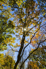 Sunshine Thru The Branches