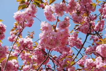 Cherry Blossom or Sakura flower on nature background