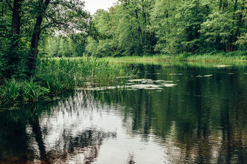  Green landscape. trees and river. nature, forest
