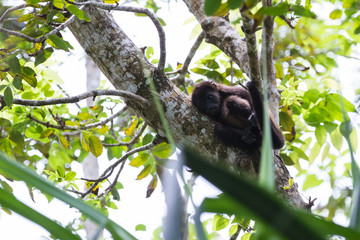 mantled howler monkey - Alouatta palliata