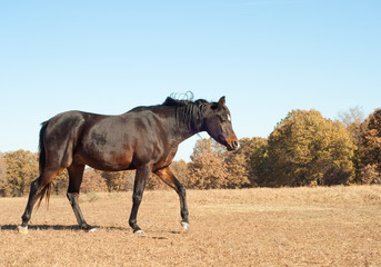 Dark bay Arabian horse walking in the dry fall pasture with muted colors against bright blue autumnn sky